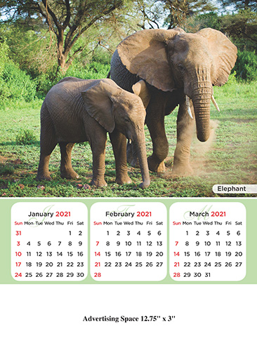 Safari Animal Wall Calendars